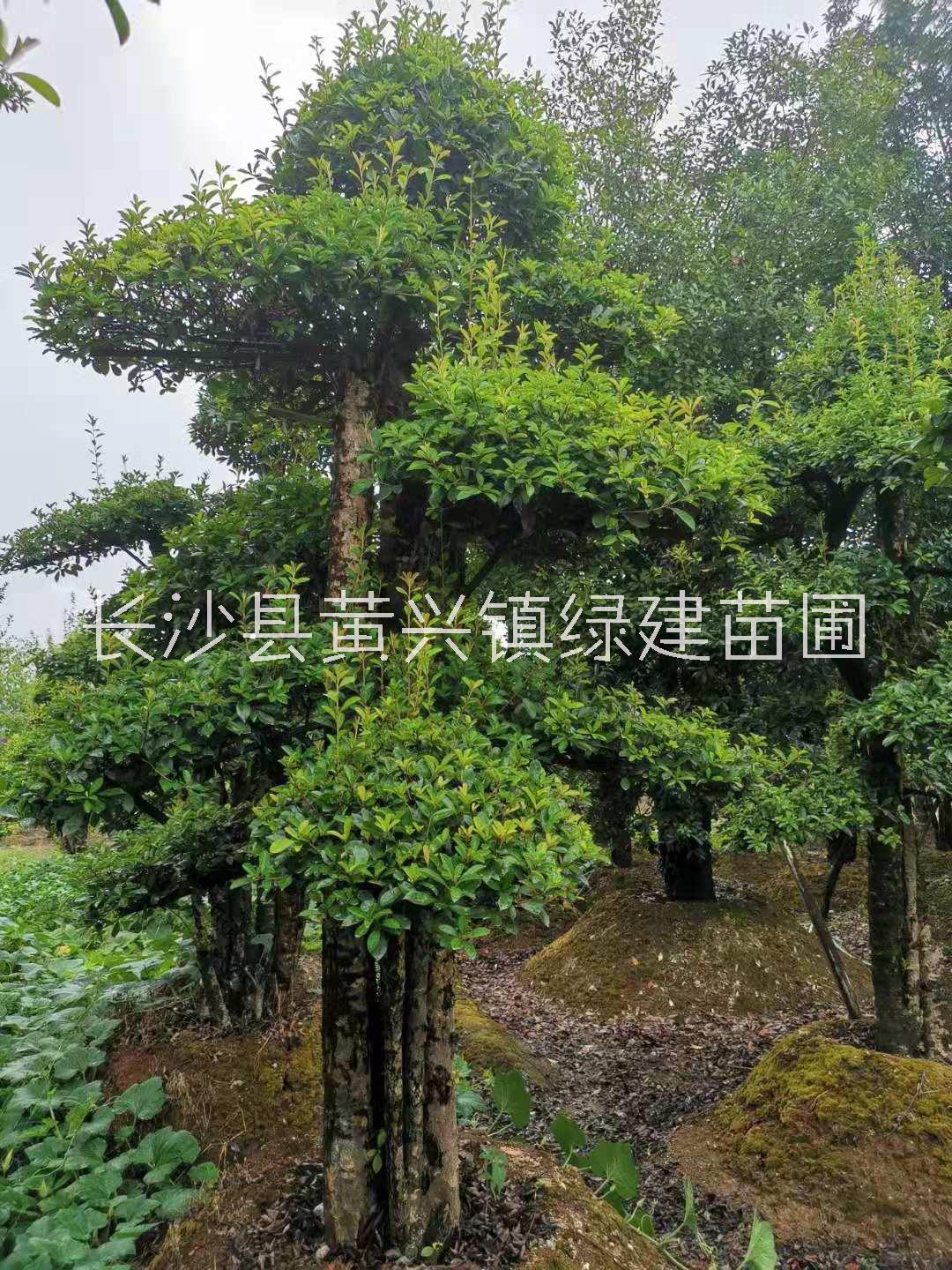 湖南椤木石楠桩基地直销批发价-报价-价格，多少钱，湖南优质椤木石楠桩销售电话