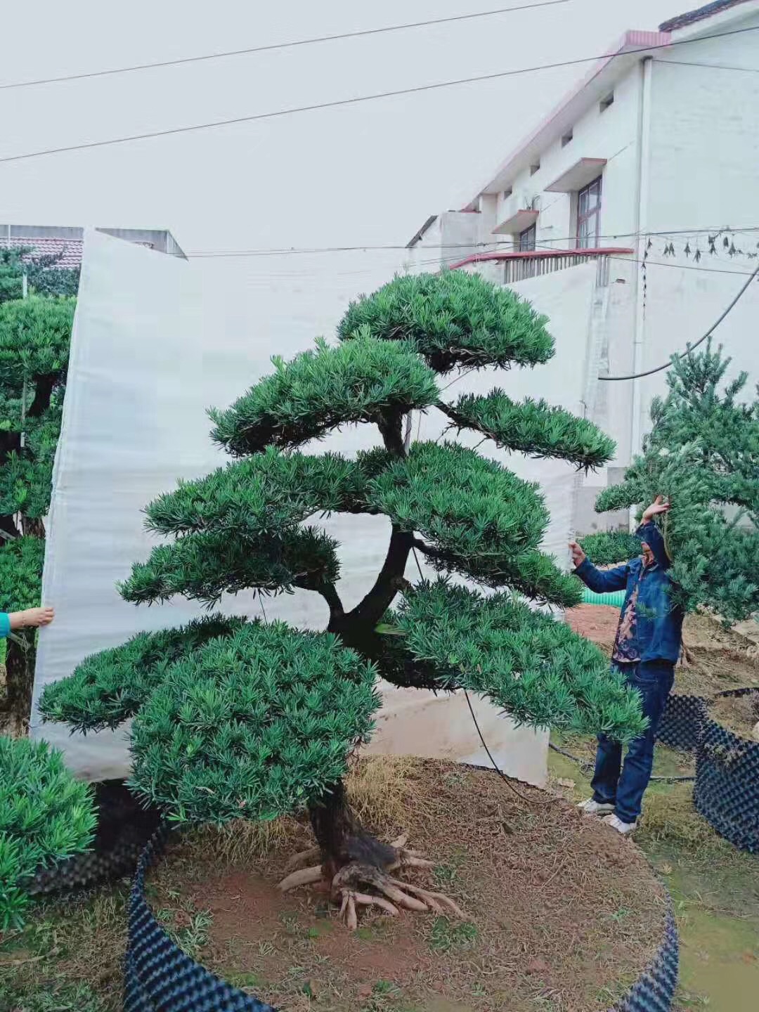 罗汉松造型价格 永州市罗汉松种植基地 罗汉松造型批发