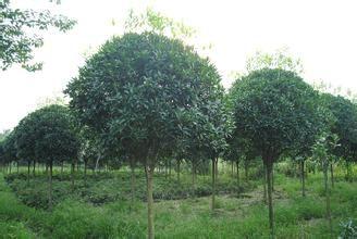 江苏精品桂花价格 桂花种植基地 15公分桂花价格