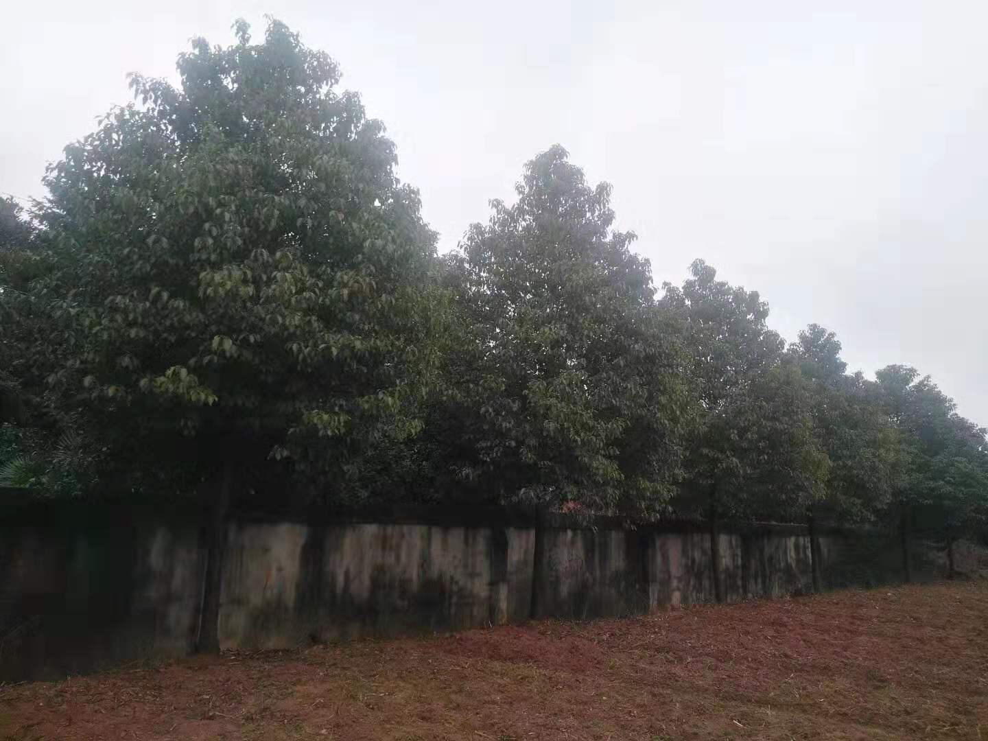 湖南长沙浏阳香樟树松苗圃基地直销价格图片