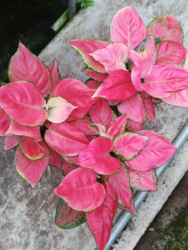 吉利紅種苗圖片
