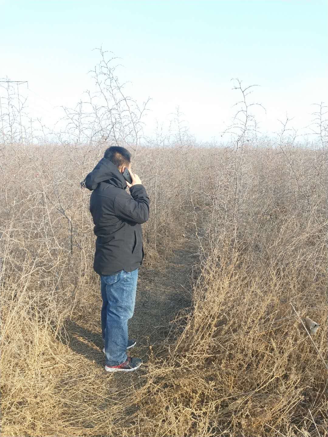 酸棗樹苗圖片