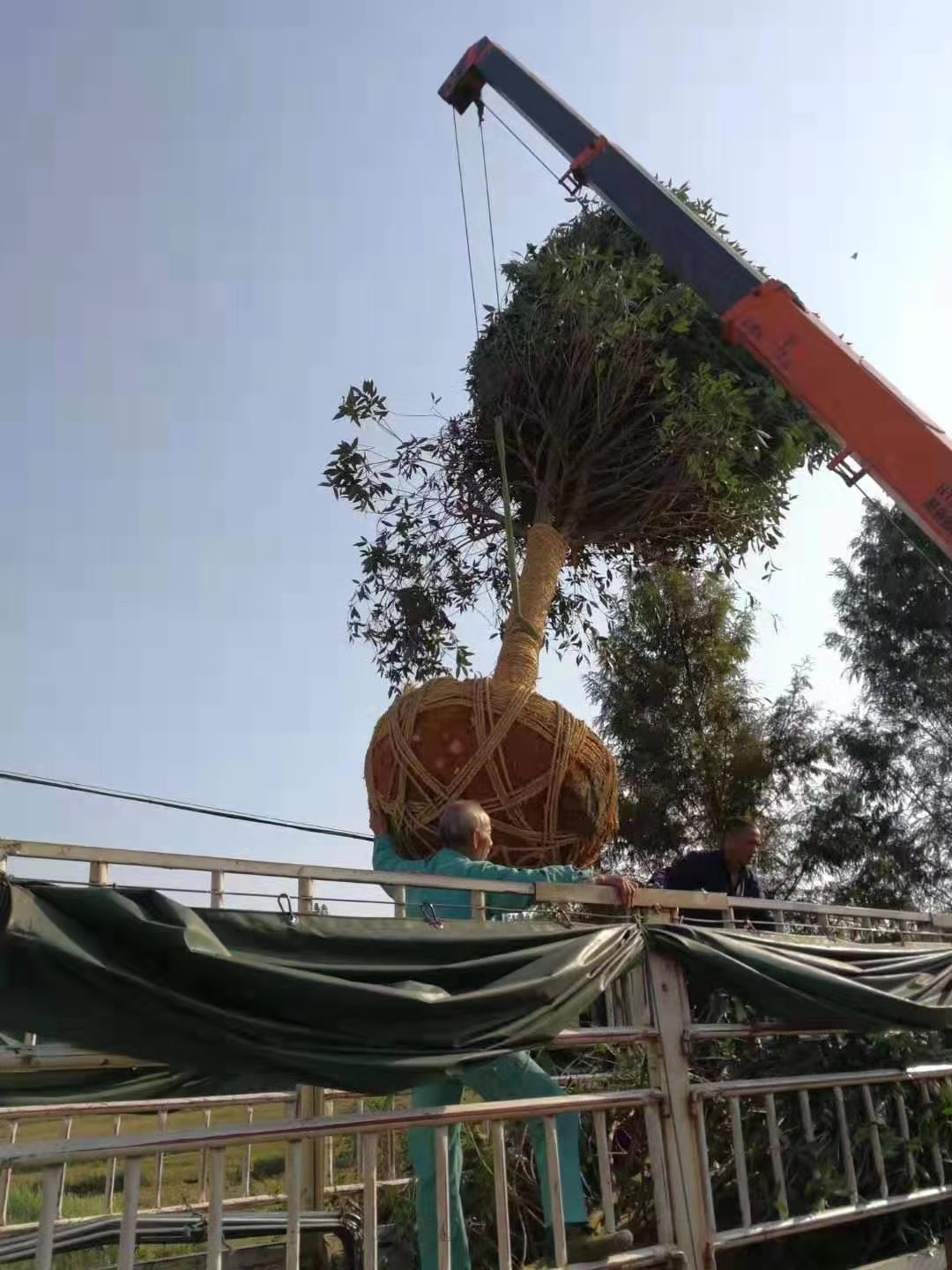 福建南平桂花树苗基地_湖南桂花树批发_湖南桂花树苗价格-种植批发【福建省浦城县育林绿化苗木基地】图片