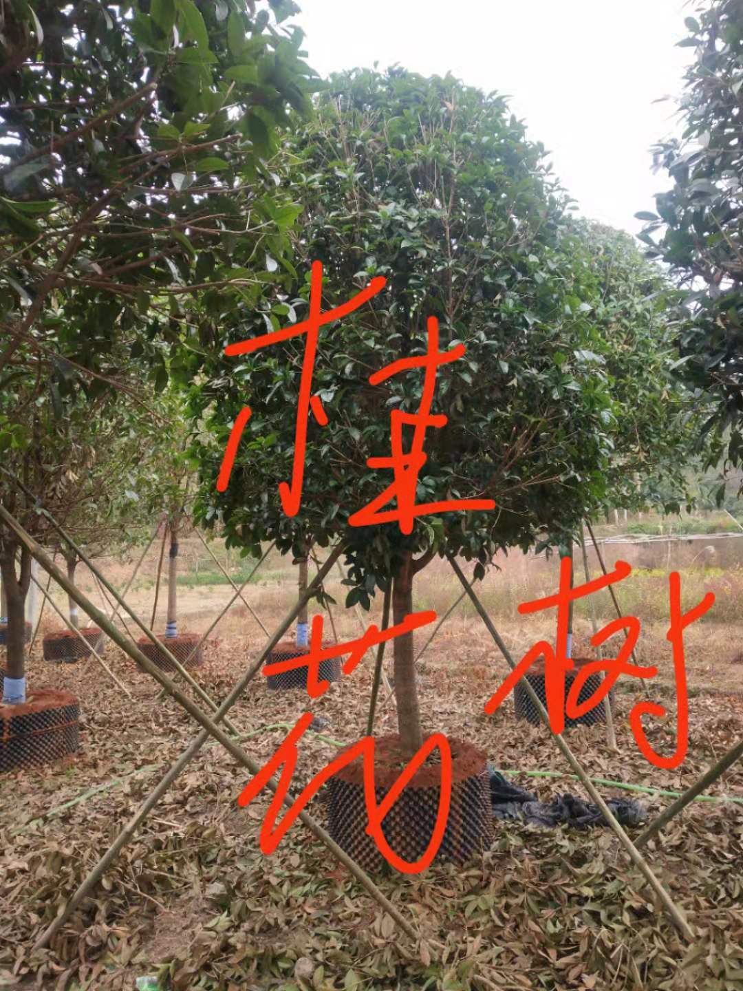 广东桂花树批发基地_多少钱钱一棵