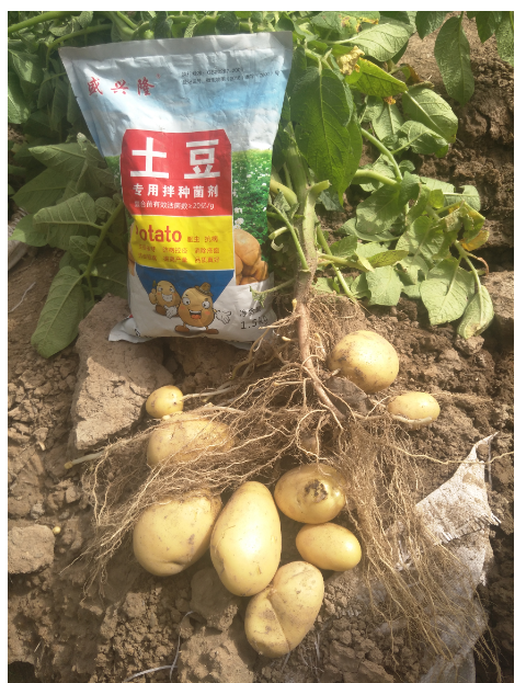 山东青岛市马铃薯专用菌剂 土豆菌剂价格 马铃薯菌剂批发