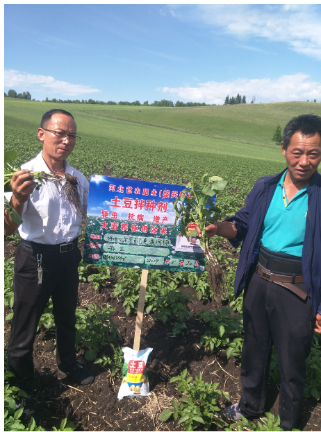 廊坊市土豆专用菌剂直销厂家 土豆专用菌剂供应商 长期供应各种菌剂图片