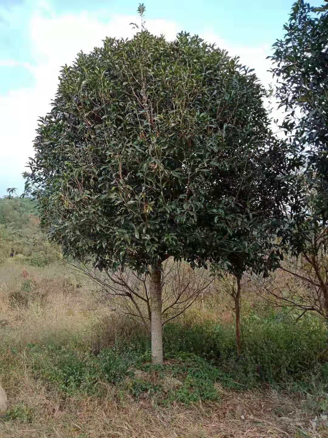 福建南平金丝楠木苗基地_湖南金丝楠木苗批发_湖南金丝楠木苗价格-种植批发【福建省浦城县育林绿化苗木基地】