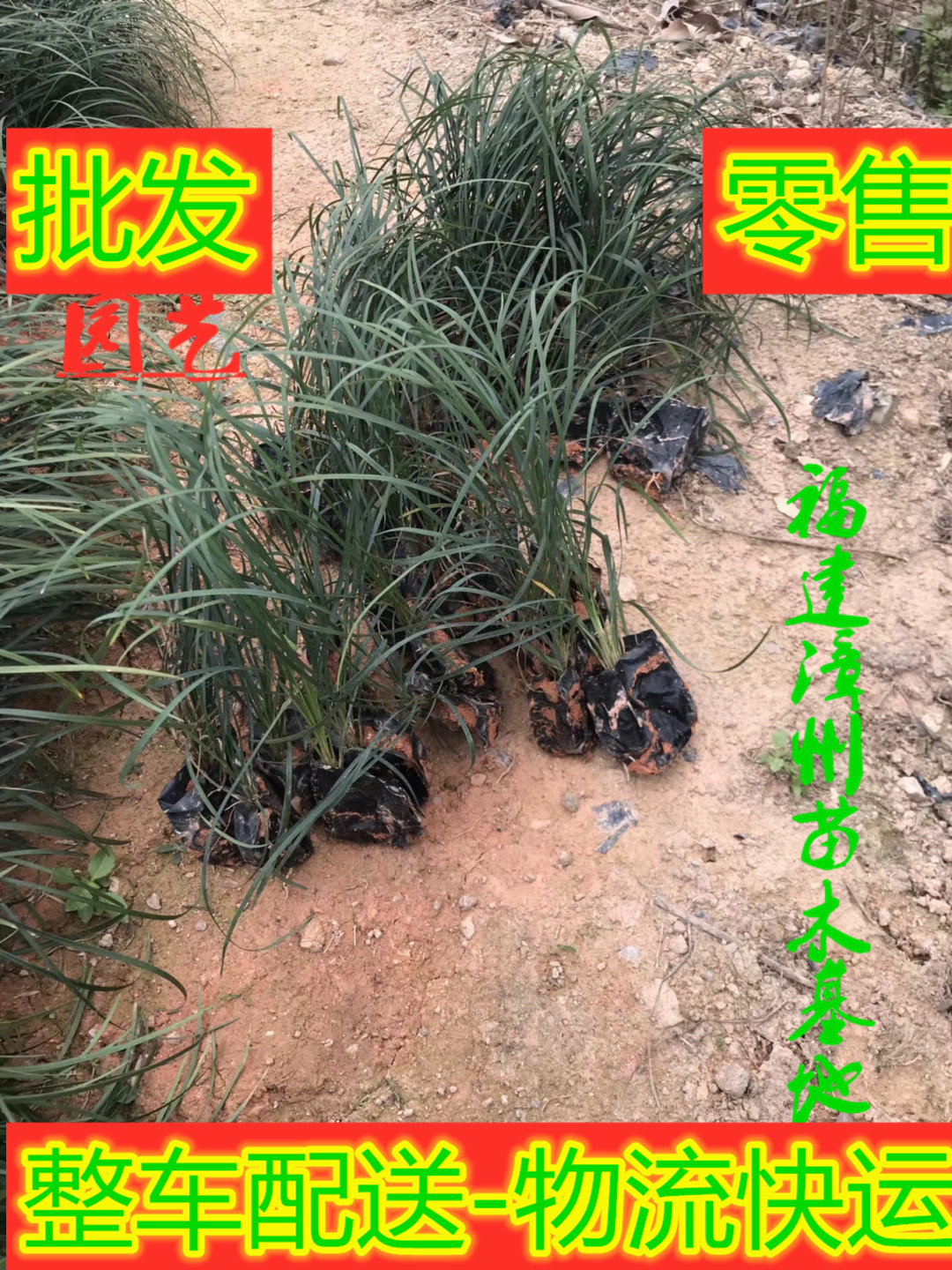 福建漳州绿化麦冬草种植基地厂家批发价格电话