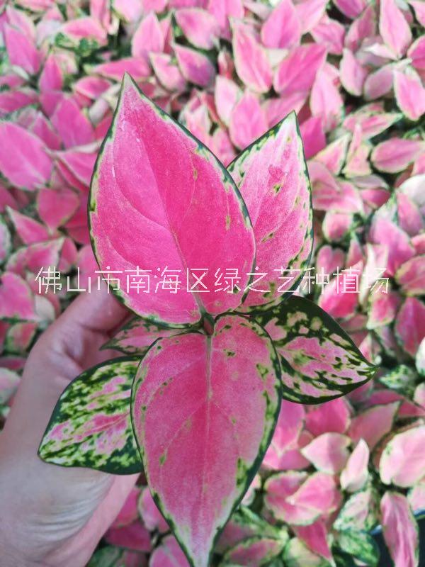 吉利紅種苗圖片/吉利紅種苗樣板圖 (2)