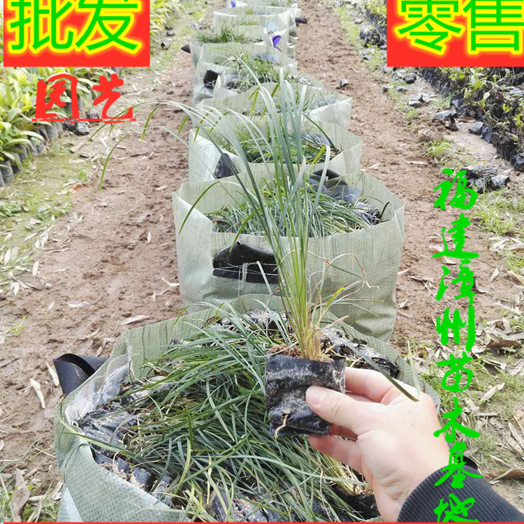 漳州市绿化麦冬草厂家福建漳州绿化麦冬草种植基地厂家批发价格电话