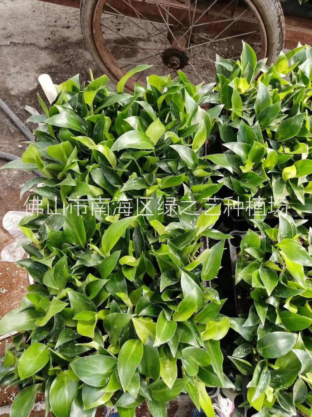 白花天堂鳥圖片
