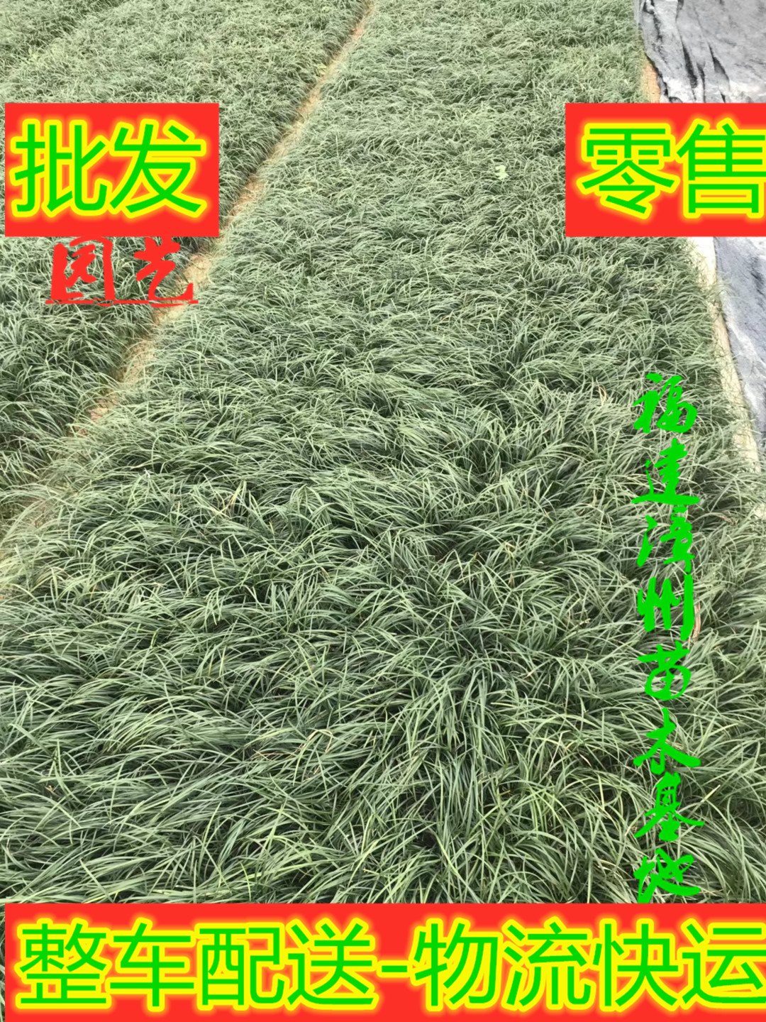 绿化麦冬草福建漳州绿化麦冬草种植基地厂家批发价格电话