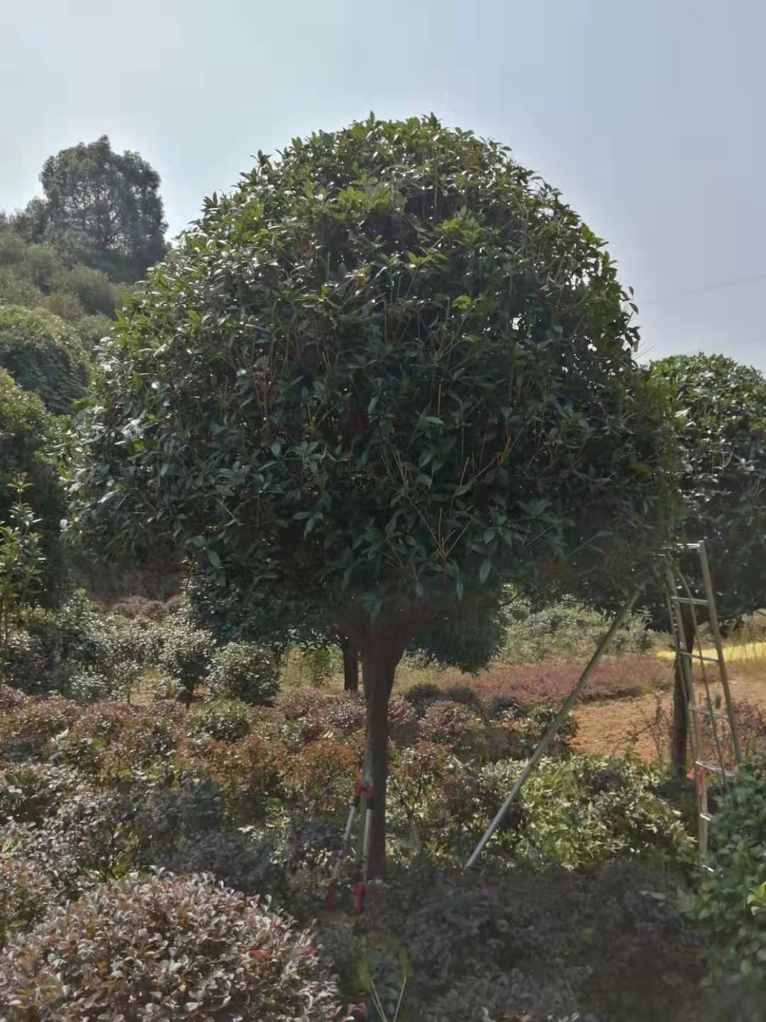 柏加桂花树种植基地电话 桂花批发价格图片