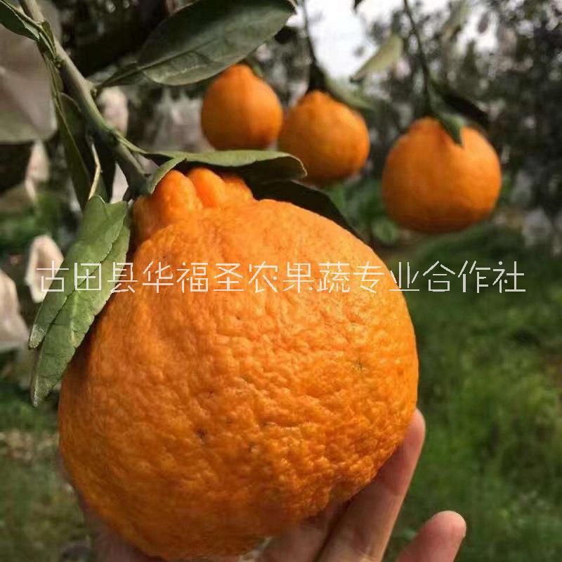 丑柑供应价格、价钱、种植基地【古田县华福圣农果蔬专业合作社】图片