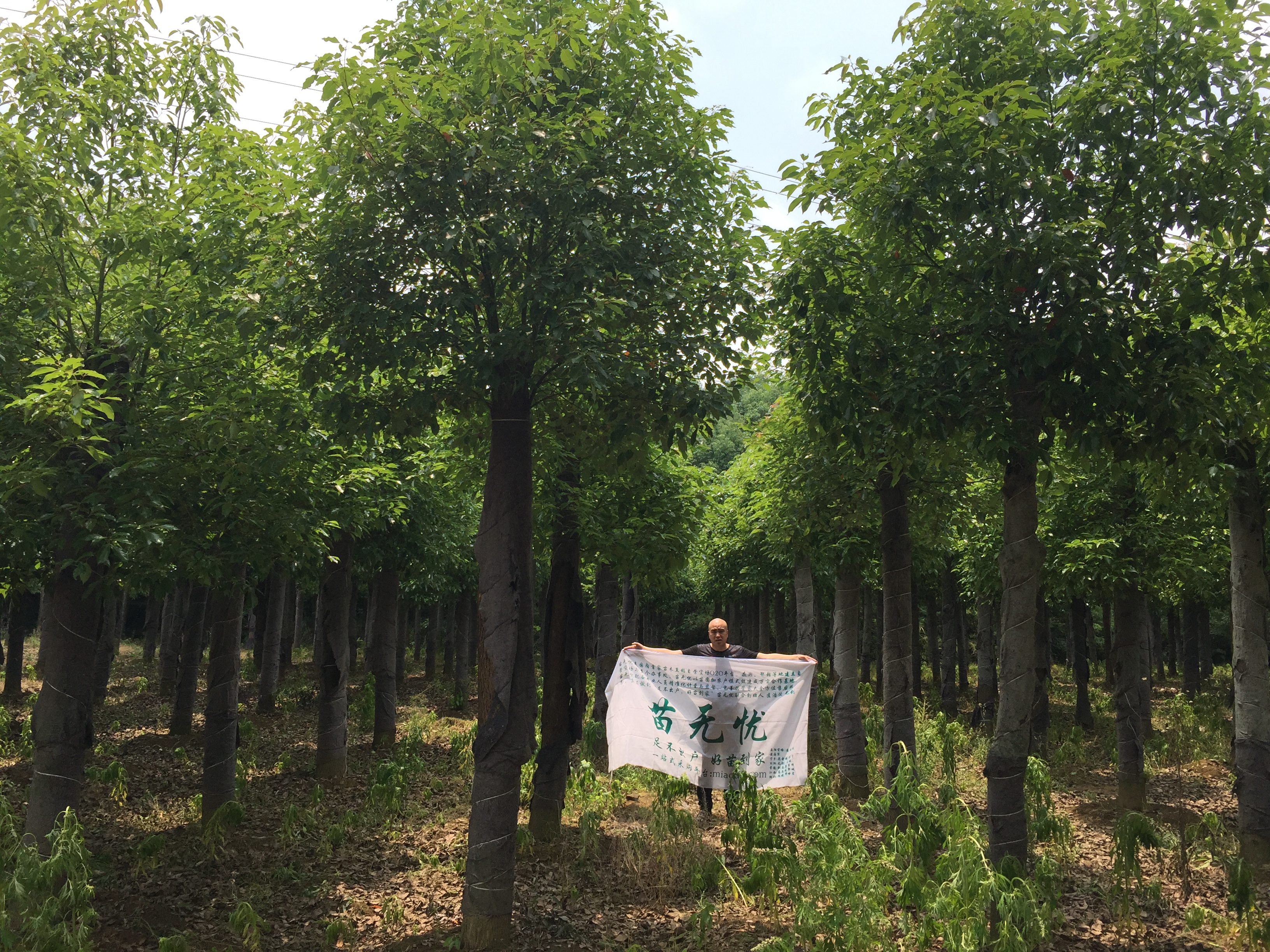 益阳市大量出售15公分多杆香樟-基地-报价-直销