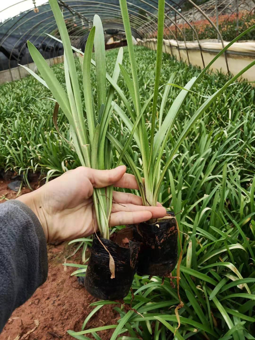 百子莲小杯苗批发 白子莲小苗种植基地 昆明百子莲种植基地图片