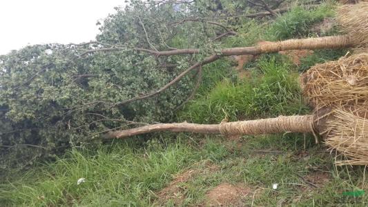 长沙市骨架移栽苗种植基地_精品骨架移栽苗价格_骨架移栽苗批发图片