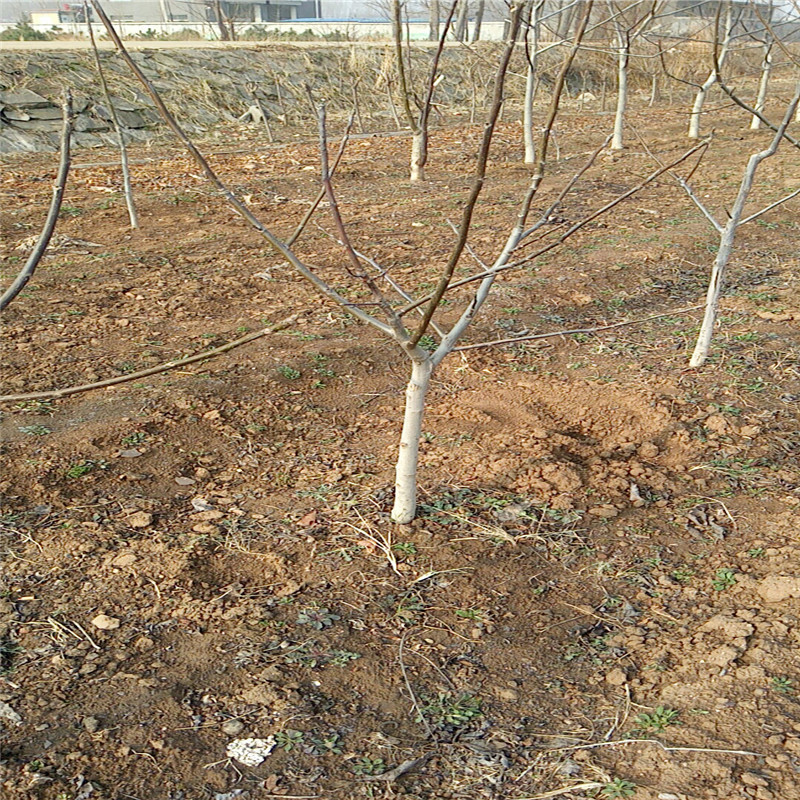 泰安市早实核桃苗厂家早实核桃苗 中农短枝 占地核桃树批发供应