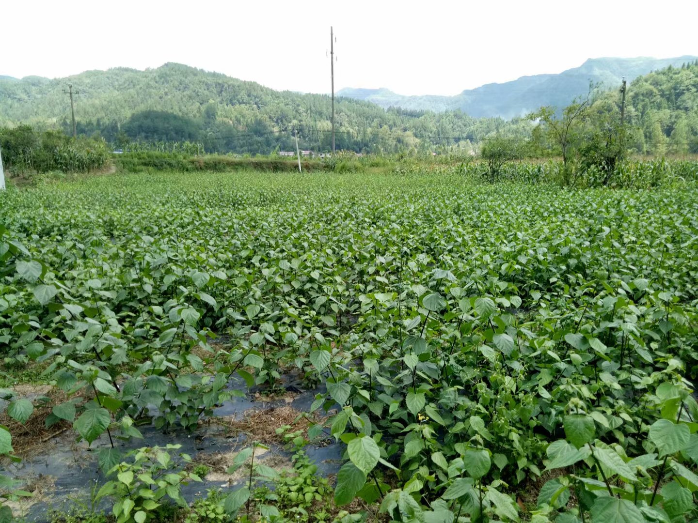 利川市神豆腐树苗木基地直销-众森种苗专业合作社图片