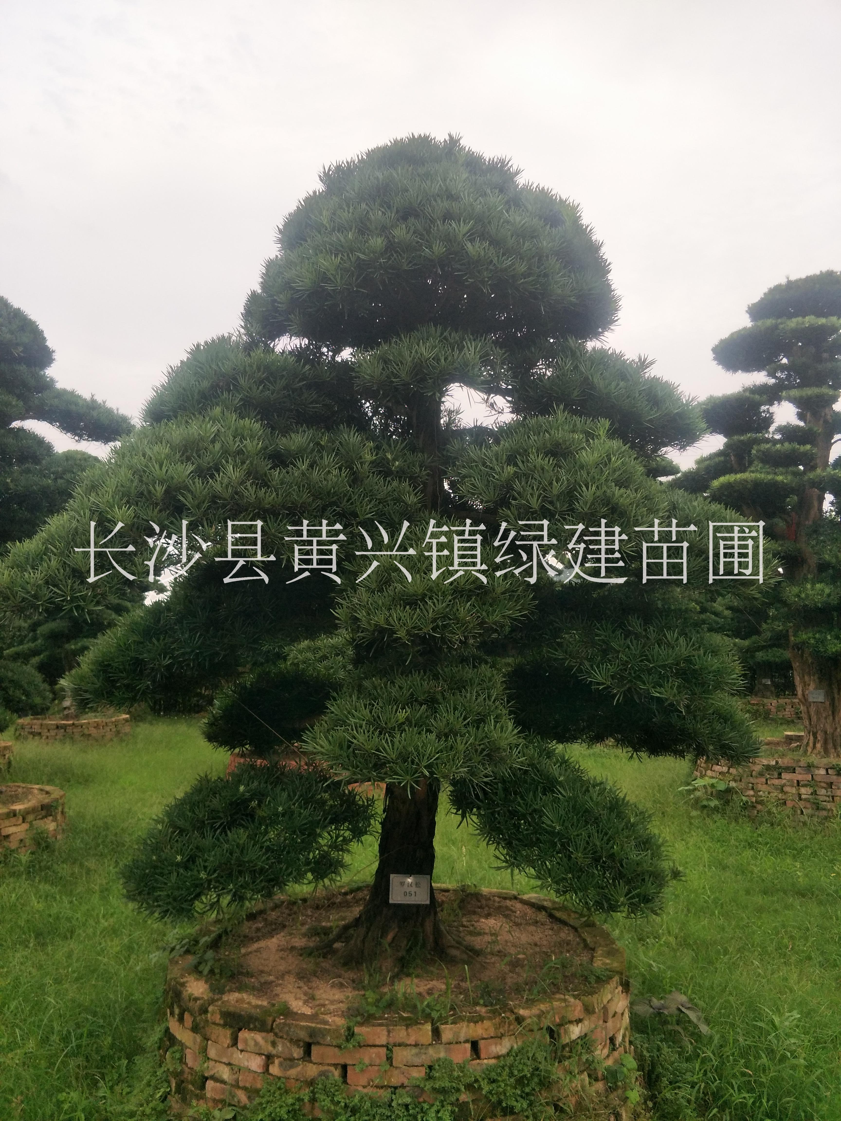 毕节市造型罗汉松批发价毕节市造型罗汉松批发价，毕节专业栽培造型罗汉松种植基地，毕节市哪里有造型罗汉松订购