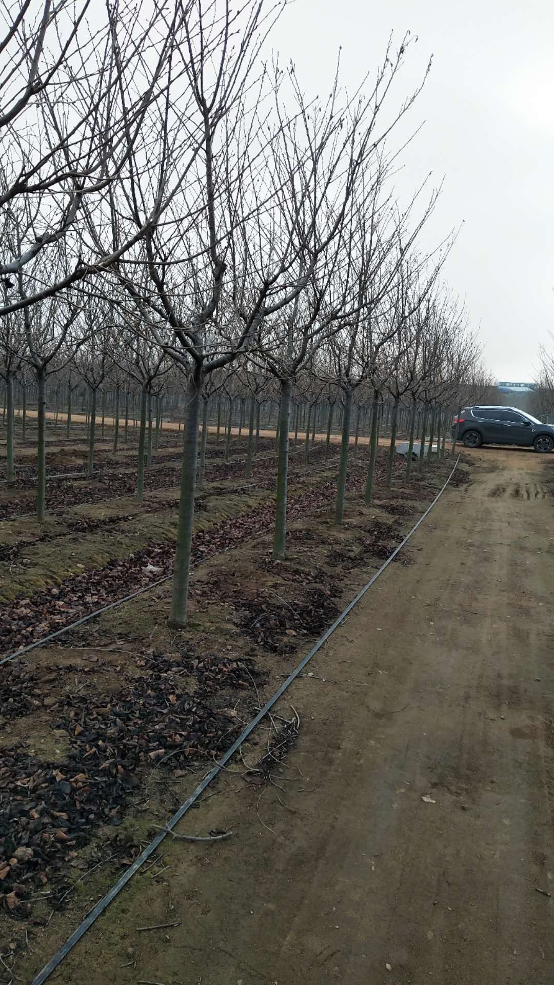 山东青岛早樱晚樱种植基地厂家批发价格电话图片