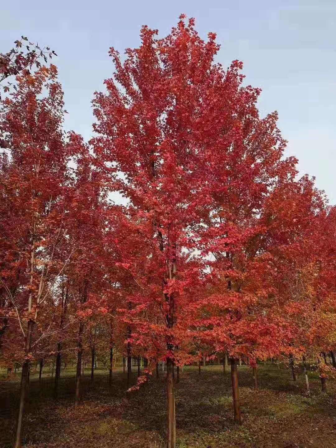 备注！徐州红枫出售 红枫价格便宜-邳州市博琳园林景观工程有限公司