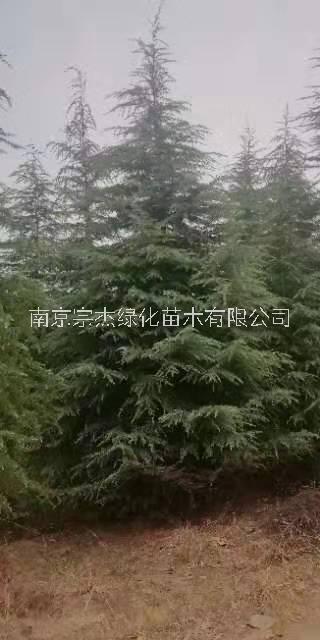 南京市雪松石楠厂家