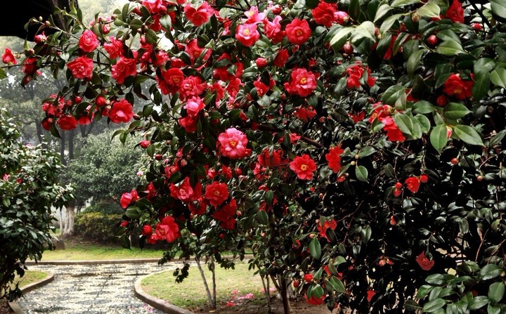 龙岩市茶花树厂家