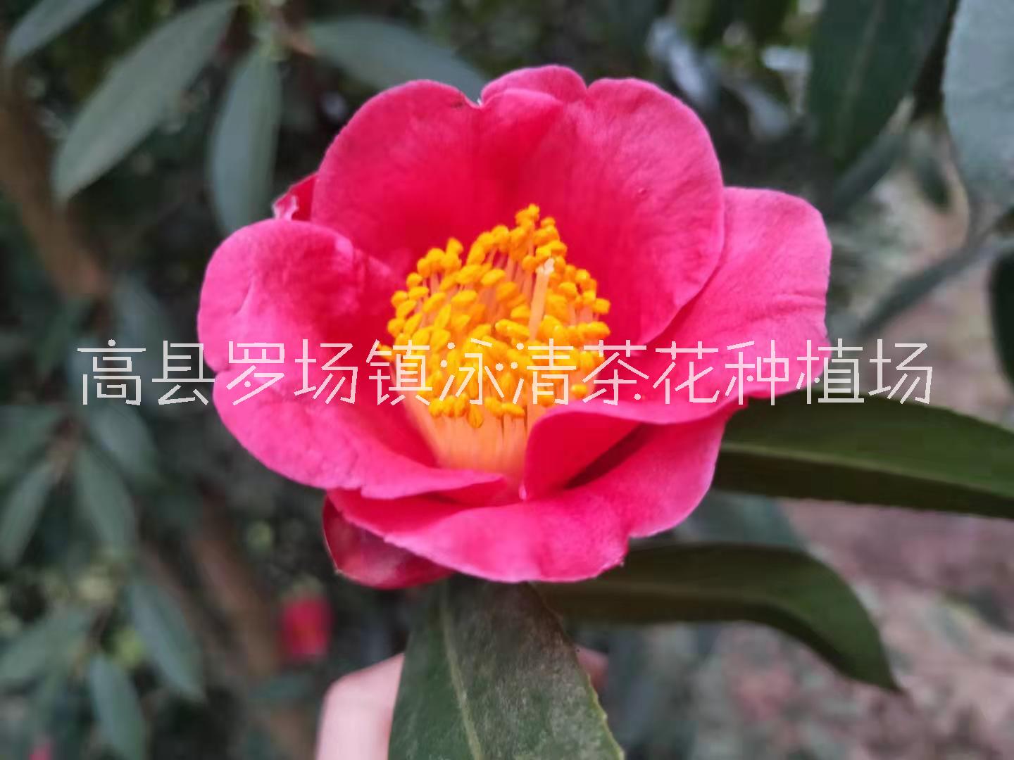 山茶花树苗室内外绿植庭院大型盆栽四季