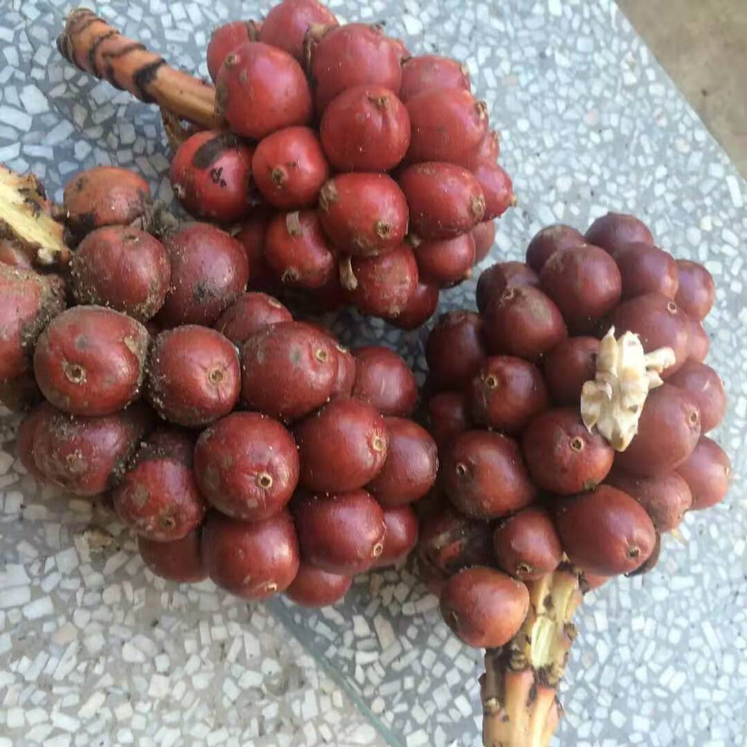 云南草果多少錢，草果報(bào)價(jià)，草果批發(fā)