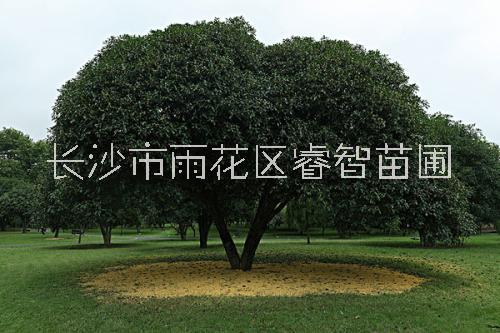 湖南长沙哪有桂花基地找【长沙市雨花区睿智苗圃】图片