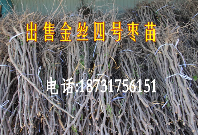 冰糖棗樹苗圖片