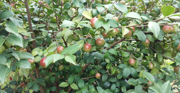 江西长林油茶苗种植基地批发价格图片