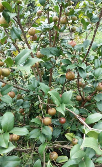 常年出售油茶苗基地直销电话，江西优质油茶苗批发价格报价，江西哪里有油茶苗卖图片