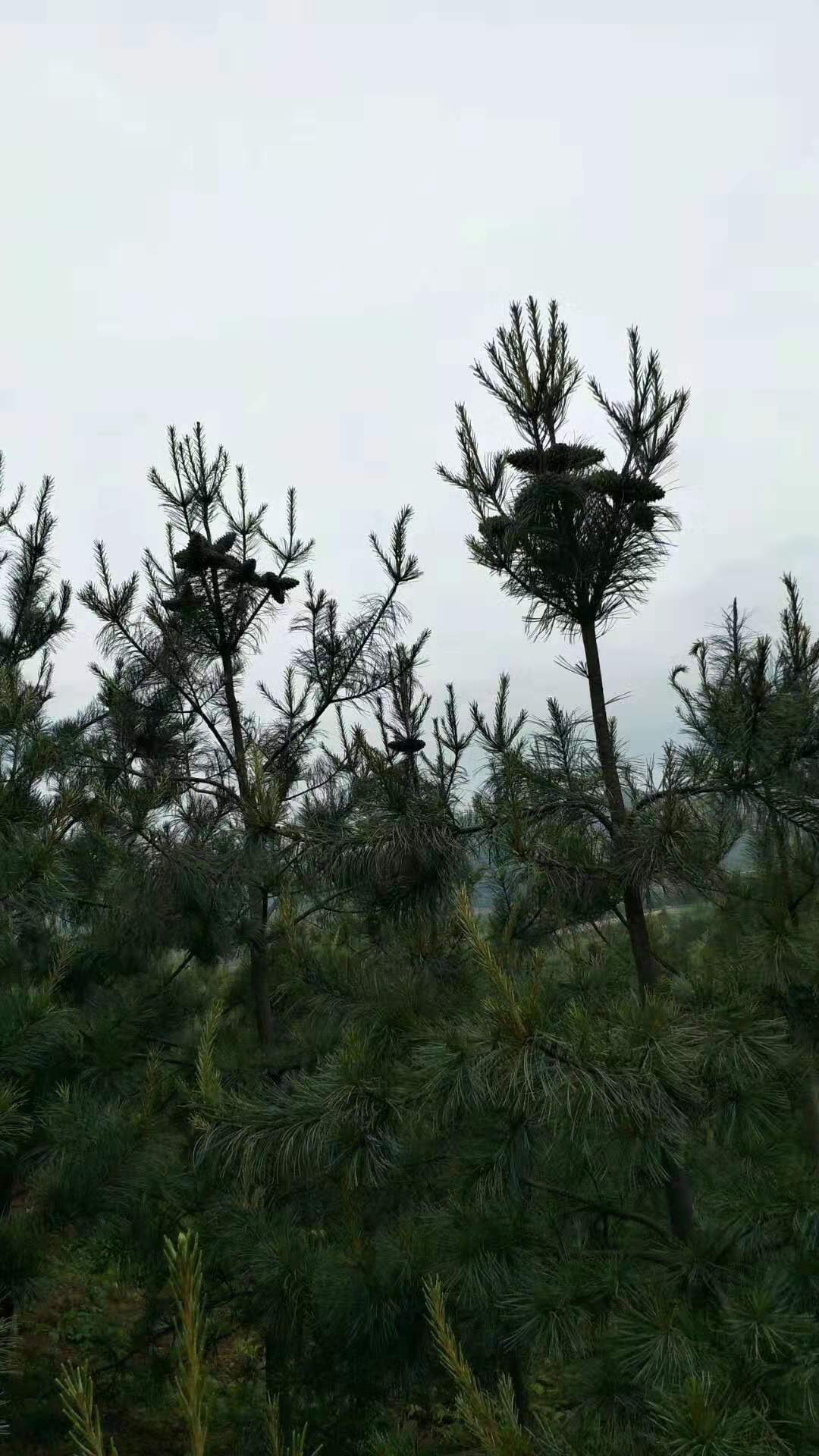 60cm红松嫁接苗图片