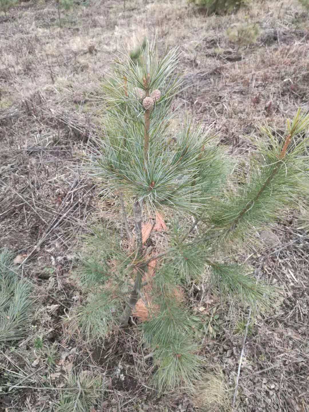 黑龙江伊春红松嫁接苗的优缺点 传授种植技术