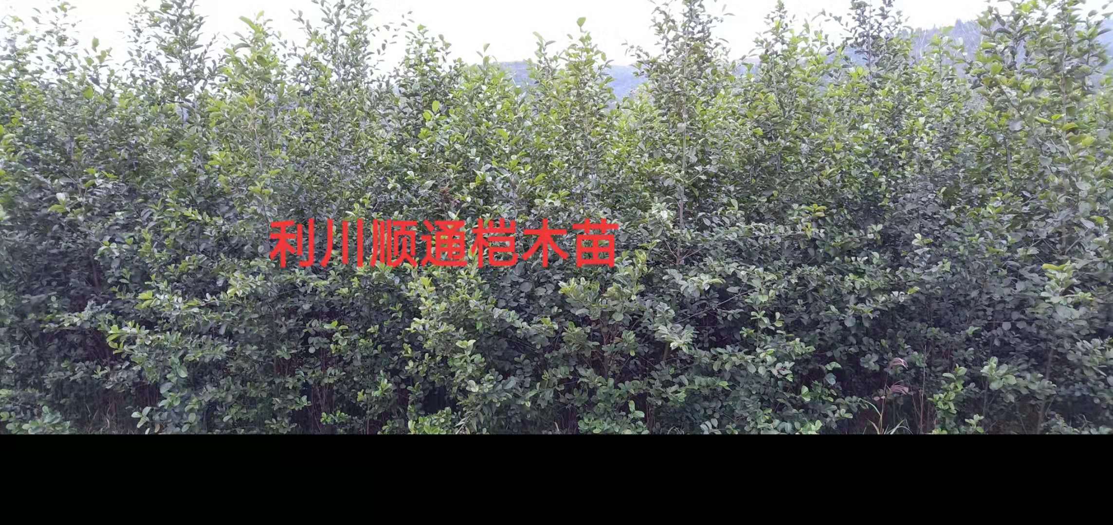 湖北恩施桤木-优质供应商-种植基地-优质商品批发价格