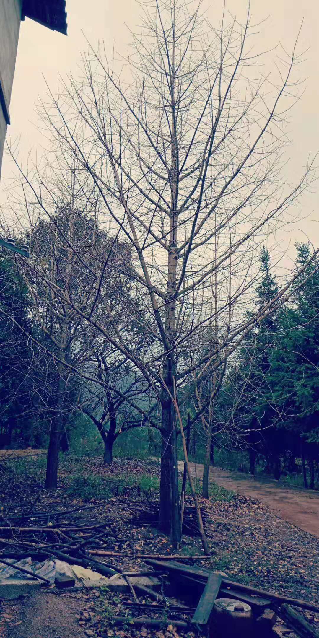 桂林市广东银杏树厂家广东银杏树-银杏树优质供应-大量供应银杏树-培养种植基地地销