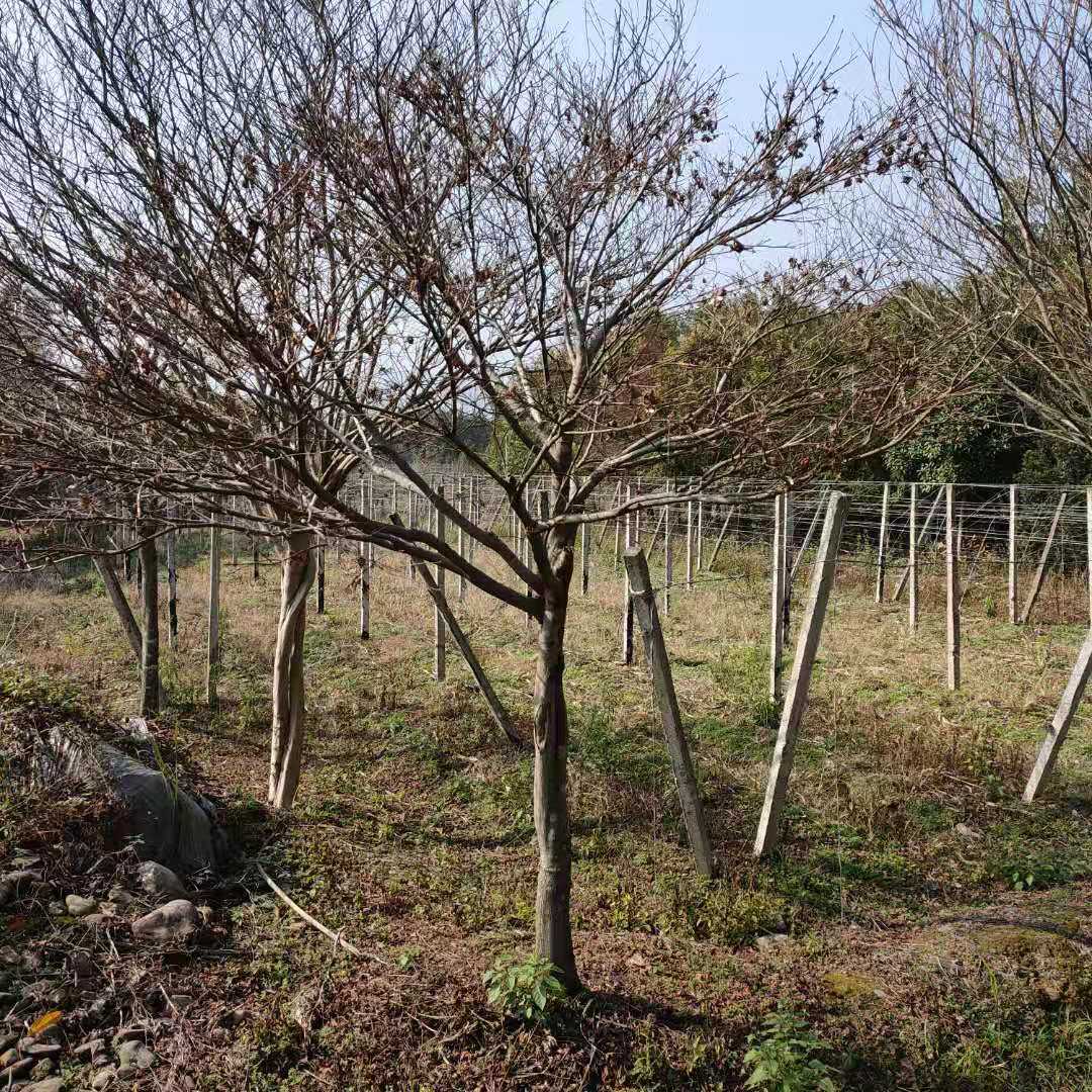 桂林市广西红枫树价格厂家广西红枫树价格表_广西红枫树_红枫价格_红枫树价_种植基地_/厂家报价