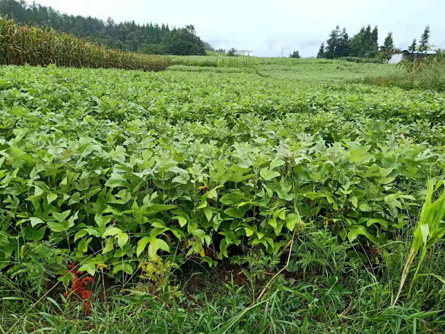 湖北恩施马卦木图片