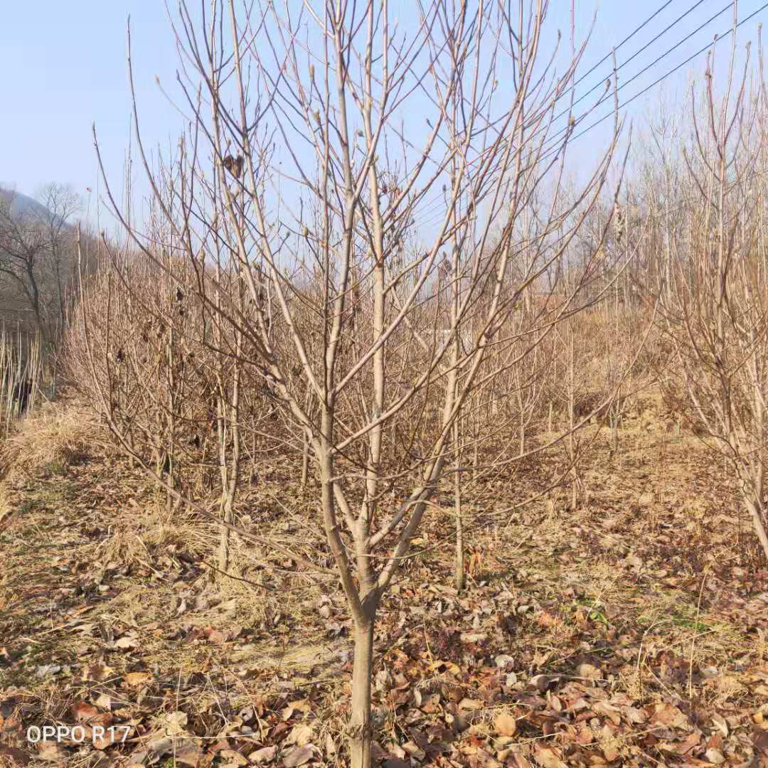 黄玉兰种植基地图片