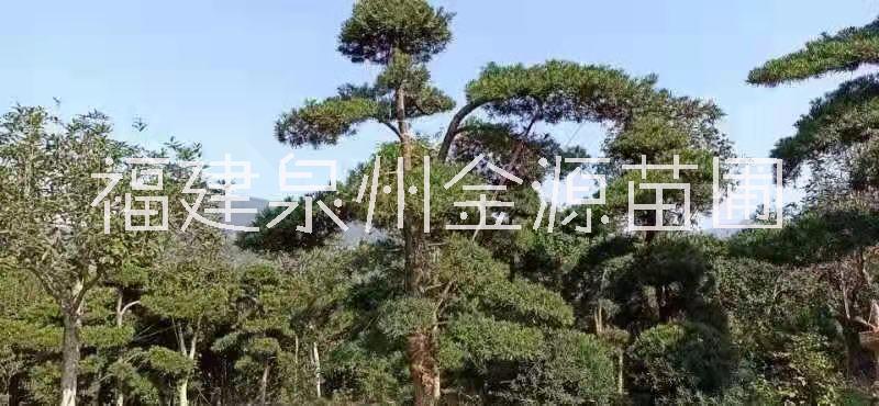 漳州造型罗汉松种植基地直销，漳州优质造型罗汉松批发价价格，漳州造型罗汉松供应商/供货商图片