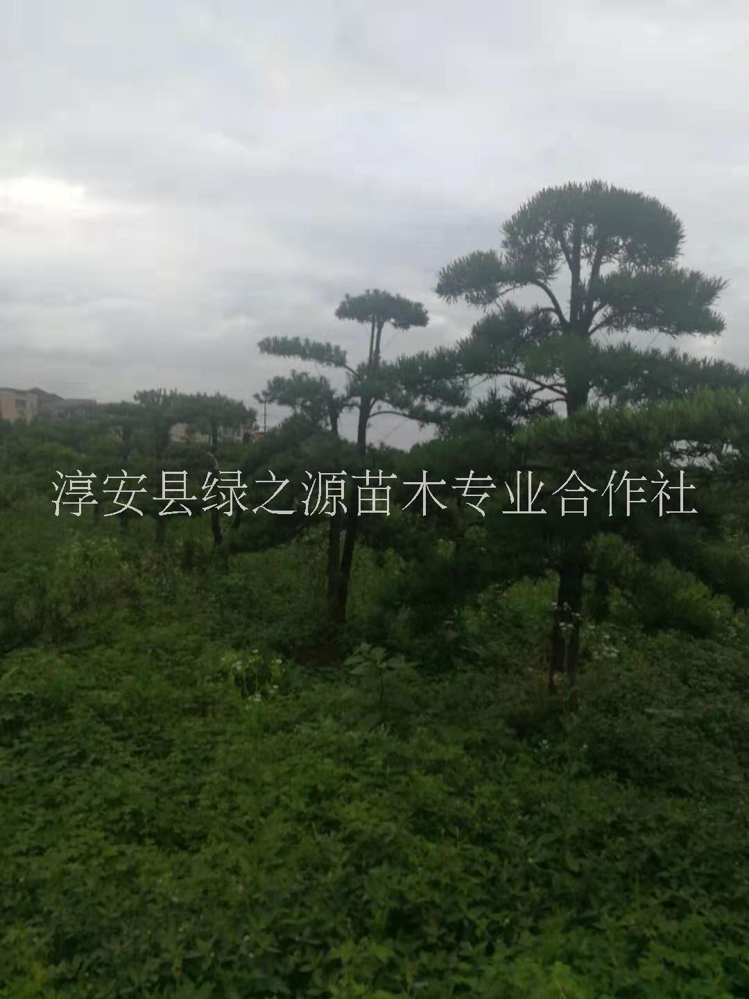 淳安县绿之源苗木专业合作社