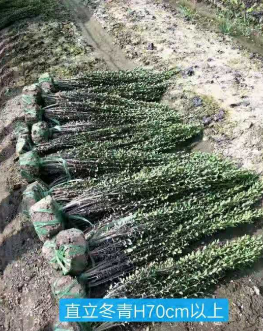 浙江杭州直力冬青基地圖片