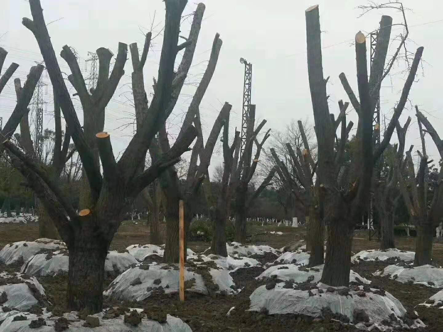 徐州市江苏银杏树小苗价格厂家江苏银杏树小苗价格批发价，小苗价格 【邳州市鸿泰银杏树购销部】