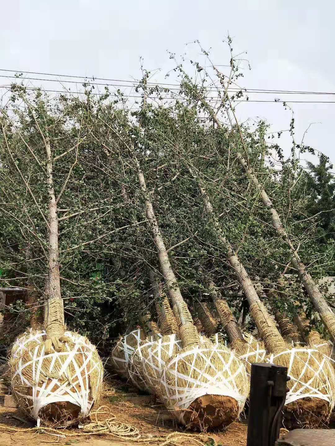 江苏银杏树批发价种植基地【邳州市鸿泰银杏树购销部】图片