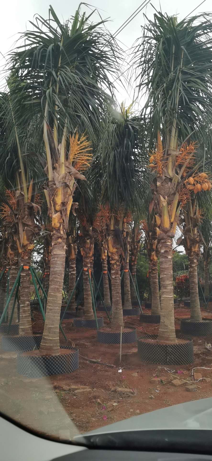 海南?？诤Ｄ辖鹨貓D片