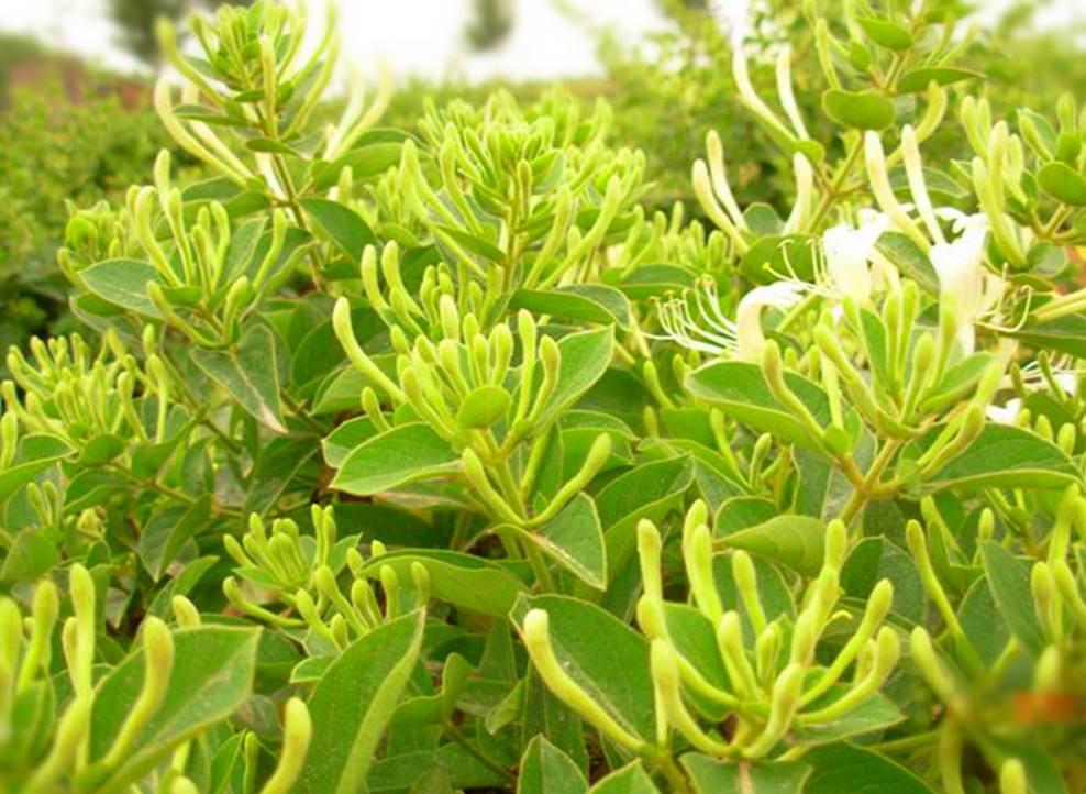 供应广西金银花苗和香椿苗基地 01鸭脚木 香椿木用途图片