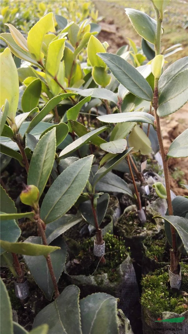 江西新余油茶苗种植基地、批发报价、供应价钱【抚州市东乡区生态园林种苗公司】图片