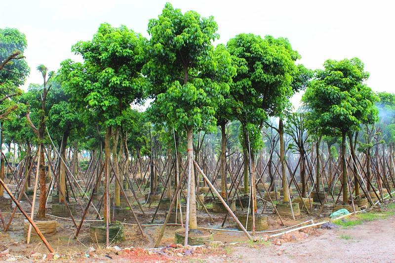 供应秋枫基地 秋枫苗产地 玉林重阳木林场 重阳木苗上市图片